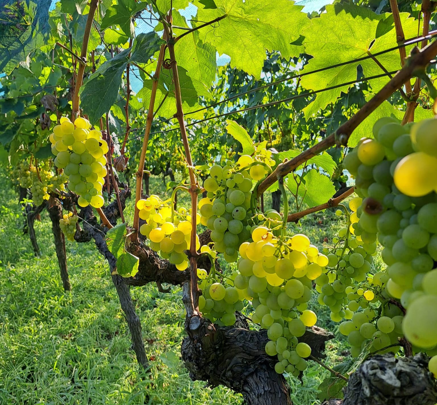 Vrijeme trganja: Grožđe skuplje za 0,70 KM, a cijena vina ide na 7 KM